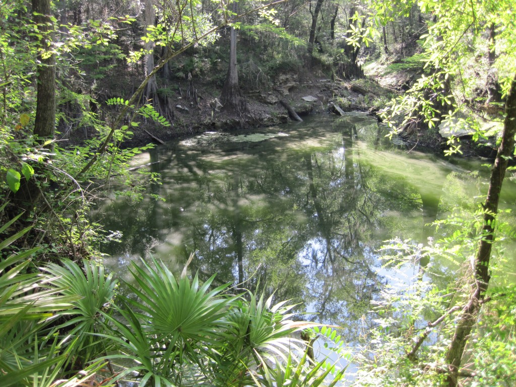 Escape to the Emerald Embrace: A Guide to Suwannee River State Park, Florida