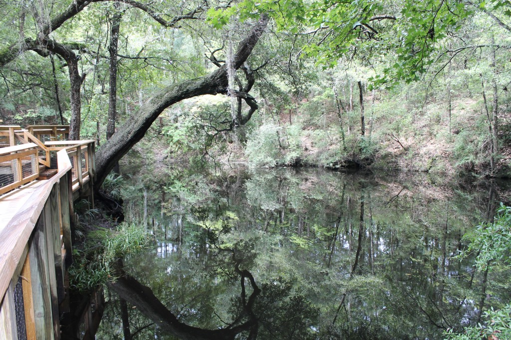 Hiking at Leon Sinks Geological Area | Northwest Florida Outdoor Adventure