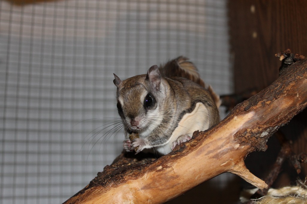 Owning a Southern Flying Squirrel as a Pet | Northwest Florida Outdoor